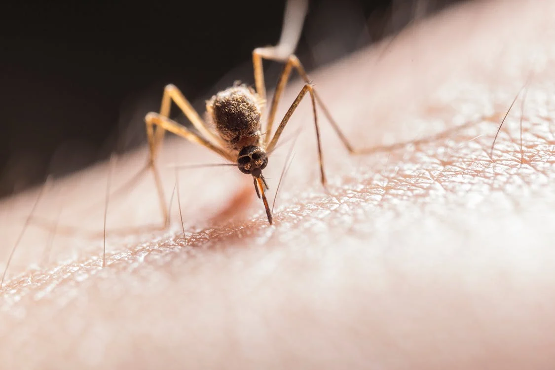 Jak pozbyć się komarów z domu? Praktyczne porady
