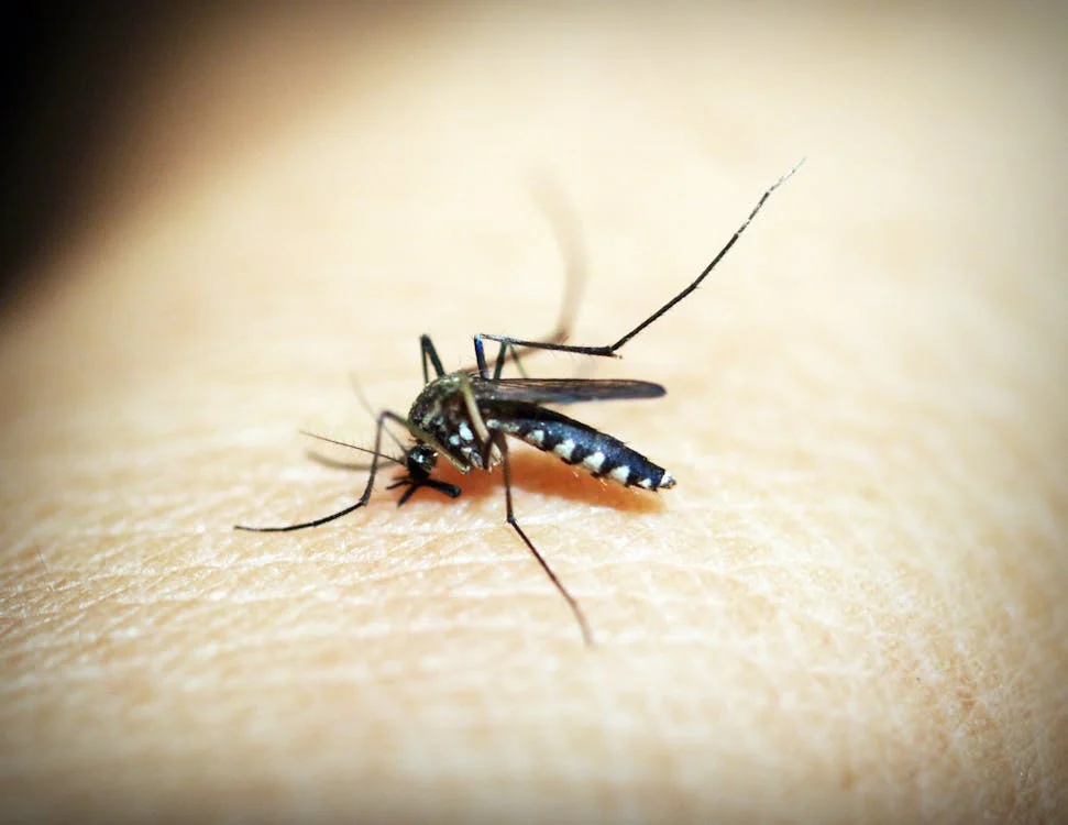 Jakie choroby mogą przenosić komary?