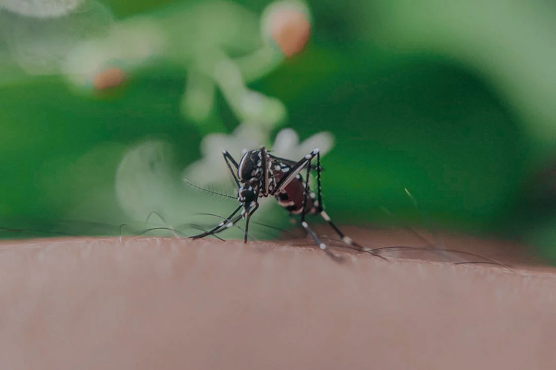 Bezpieczne lato dla dzieci – jak chronić najmłodszych przed komarami?