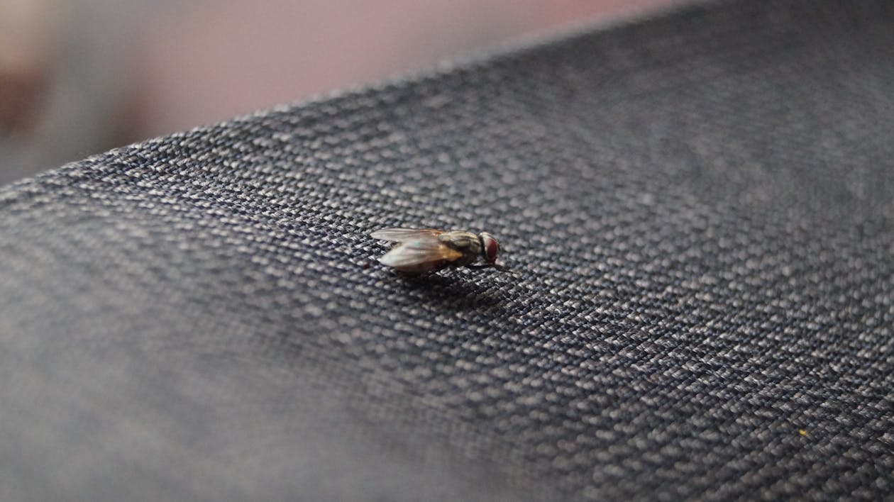 Moskitiery drzwiowe sposób na muchy w domu