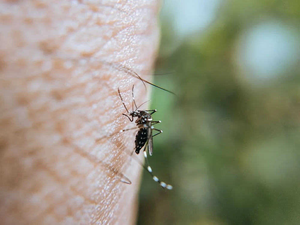 Ekologiczne sposoby na komary – jak chronić się bez chemii?